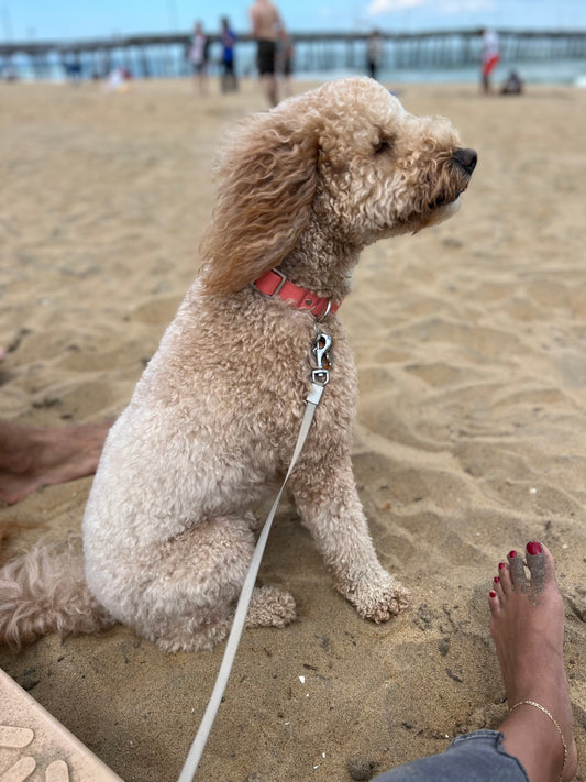 January is national walk your dog month get outside